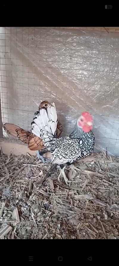 Eggs(12) for sale contact on 03159960002