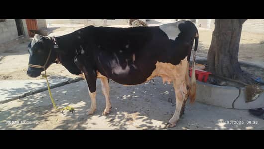 holiestian freasin cow
