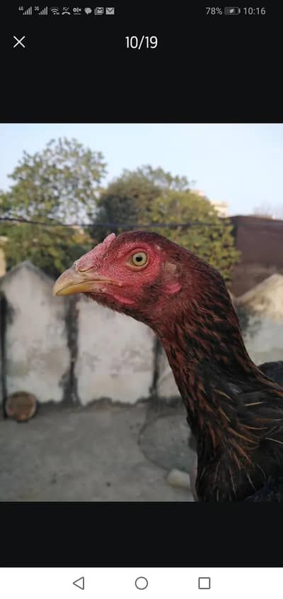 Aseel birds