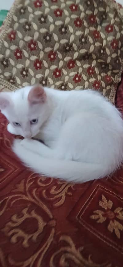 Persian cat