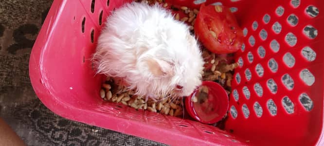 baby hamster
