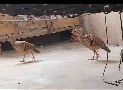 dakni tettr brider male.  03446264908 watsap