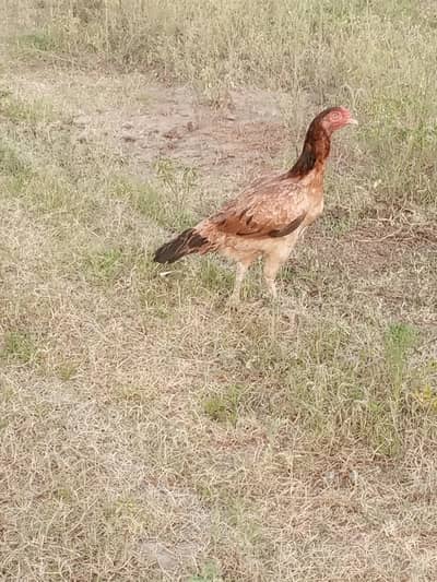 Aseel Murgi for sale cross ho rhi h