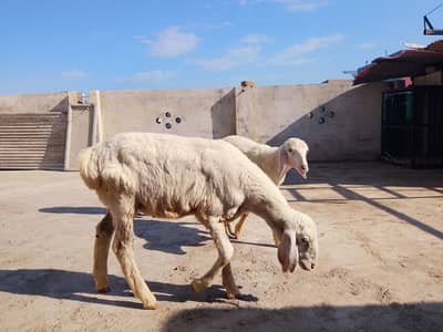 sheeps