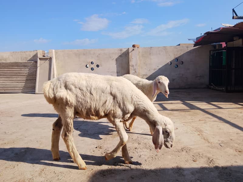 sheeps 0