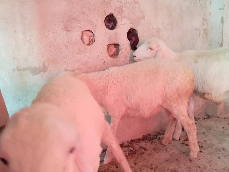 sheeps 3