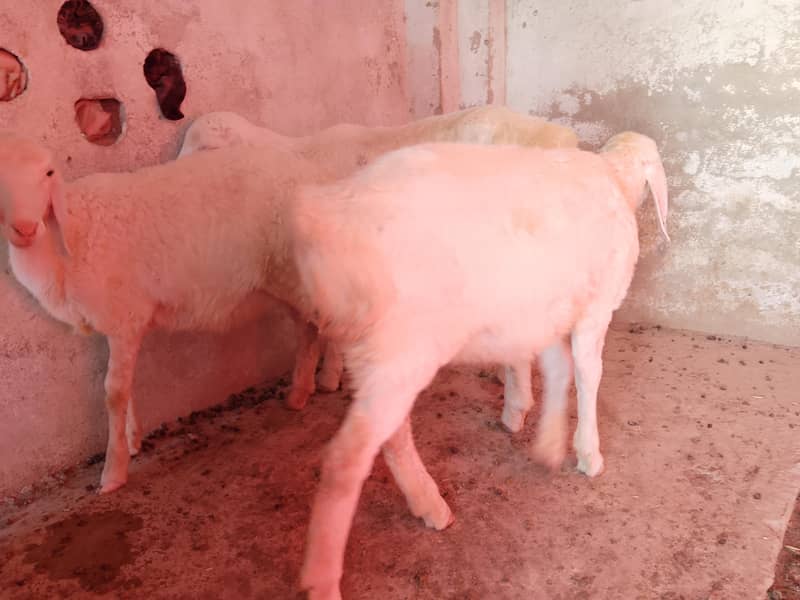 sheeps 4