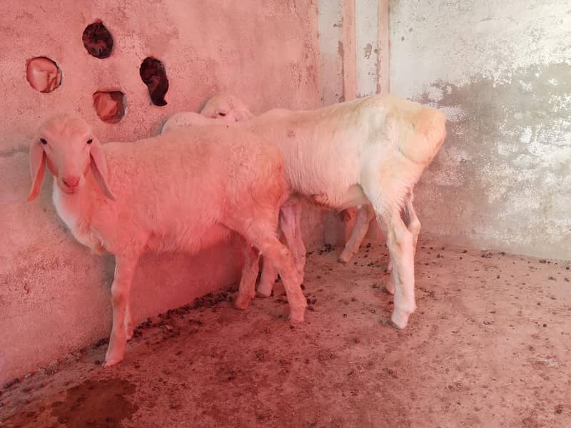 sheeps 5