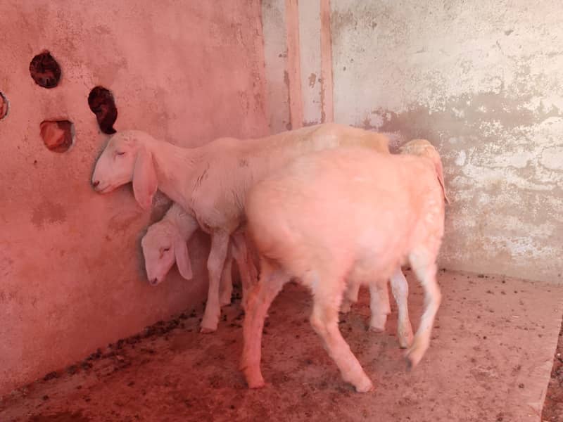 sheeps 6