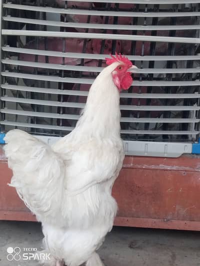white buff male  for sale