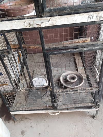 good and healthy pair for urgently sell kashmiri pair breader or