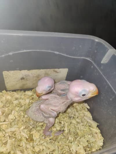 PAHARI RAW BABY PAIR