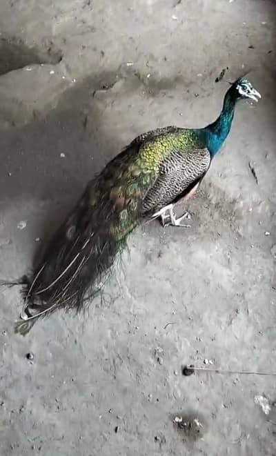 PEACOCK/more/moor 03097416387