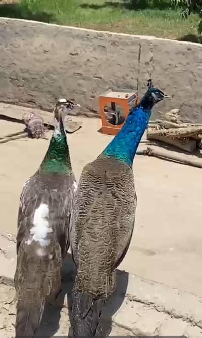 PEACOCK/more/moor 03097416387