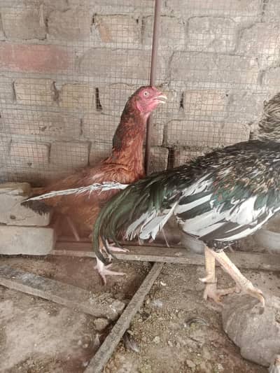 reasonable price urgent sale 3000 each