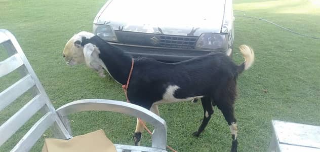 BAKRA URGENT SALE