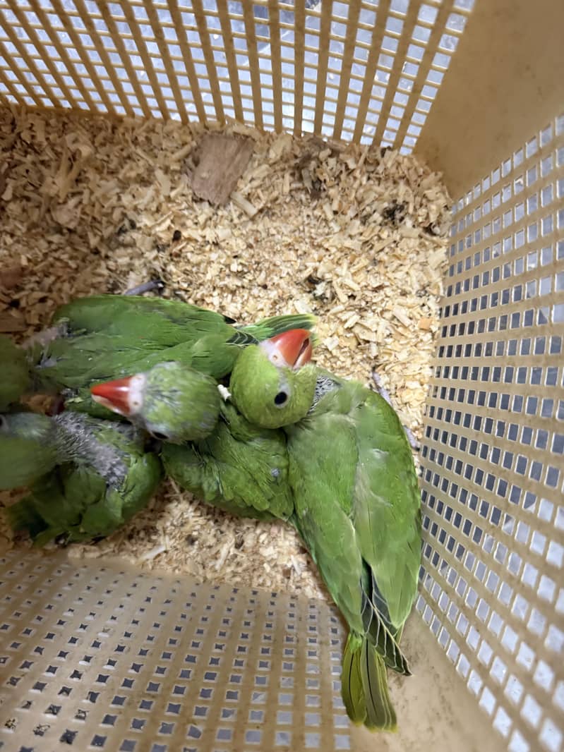3 Chicks available 1