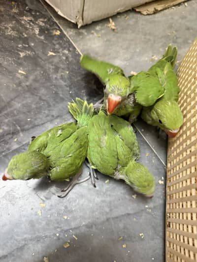 3 Chicks available