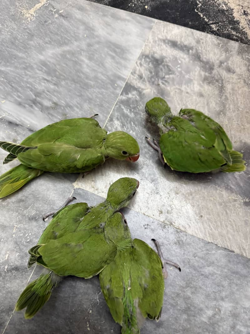 3 Chicks available 4