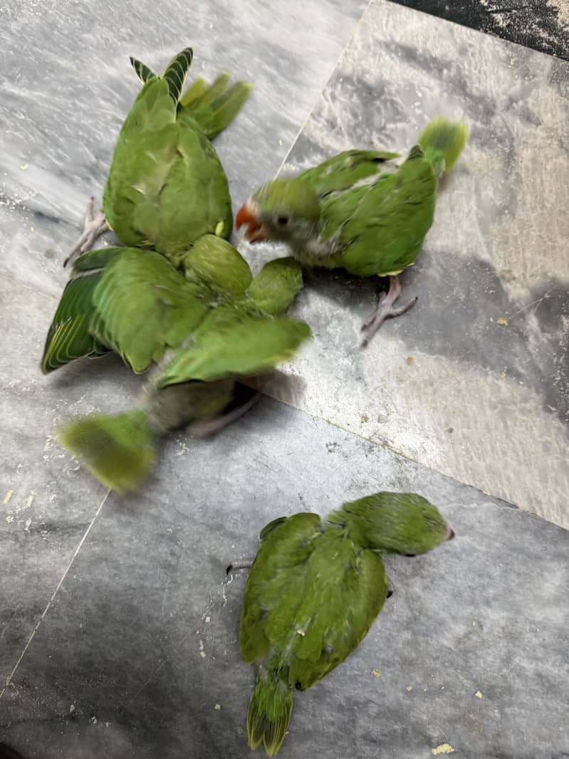 3 Chicks available 5