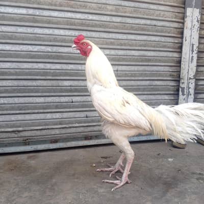 murga mirgi