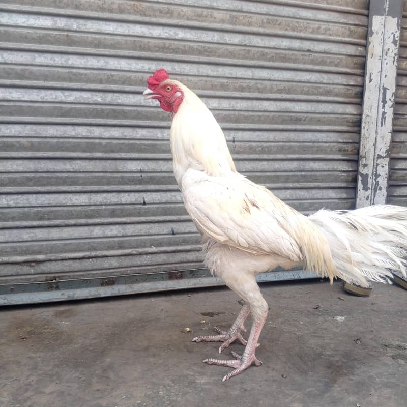 murga mirgi 0
