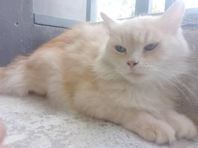 Cute Female Cat for Sale | Healthy & Playful