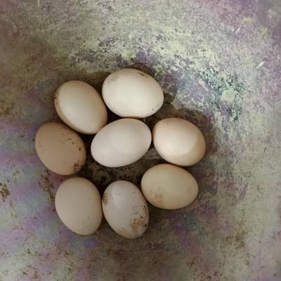 golden misri murgiyun k 100% fertile eggs