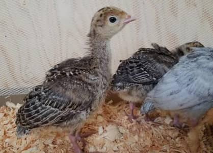 turkey chicks