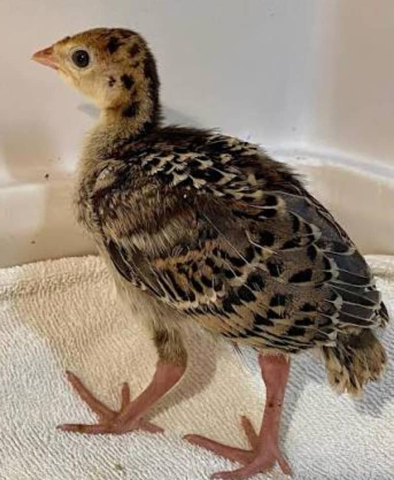 turkey chicks 1