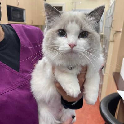 Persian double coat MALE