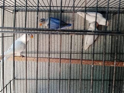 lovebird for sale