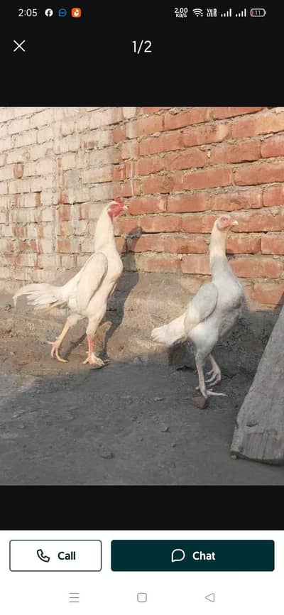 hera aseel pair