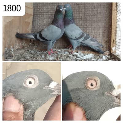 high flyer pigeon