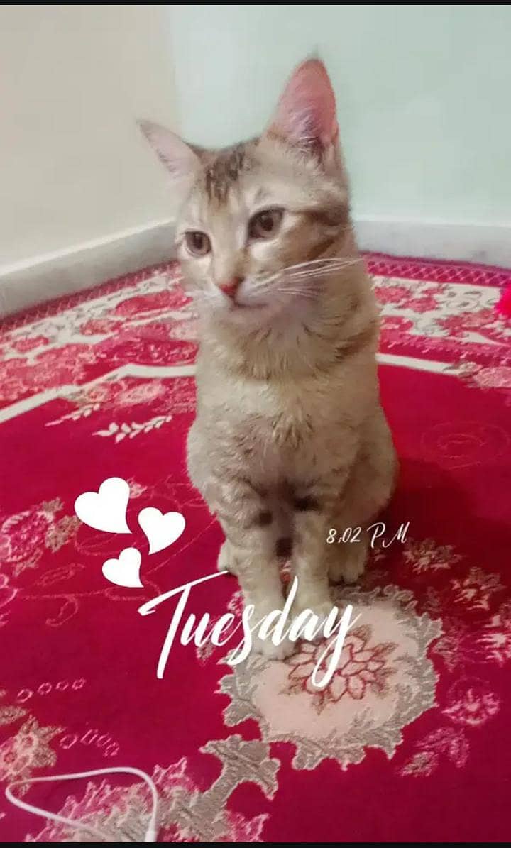 kitten cat 0