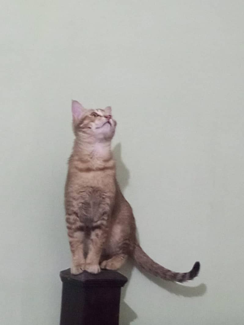 kitten cat 1