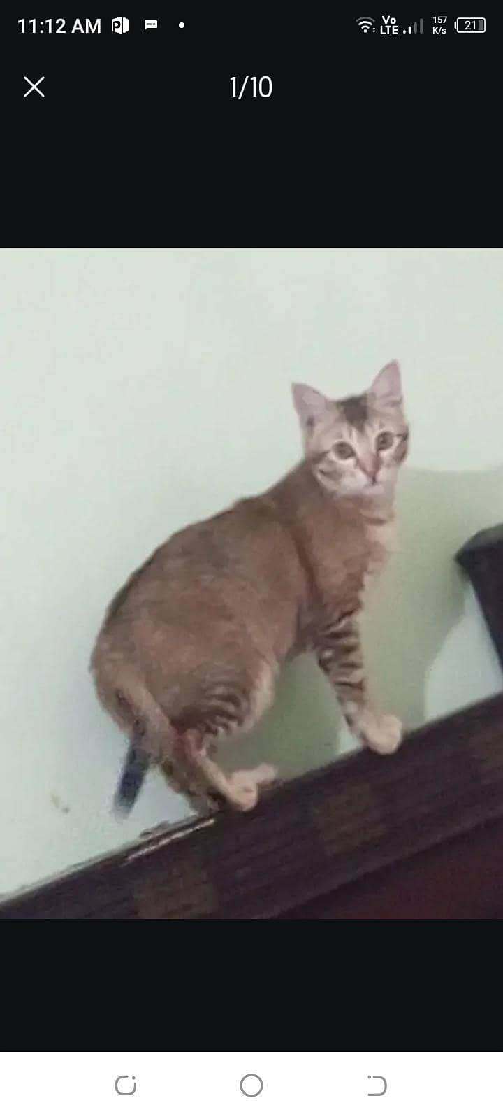 kitten cat 2