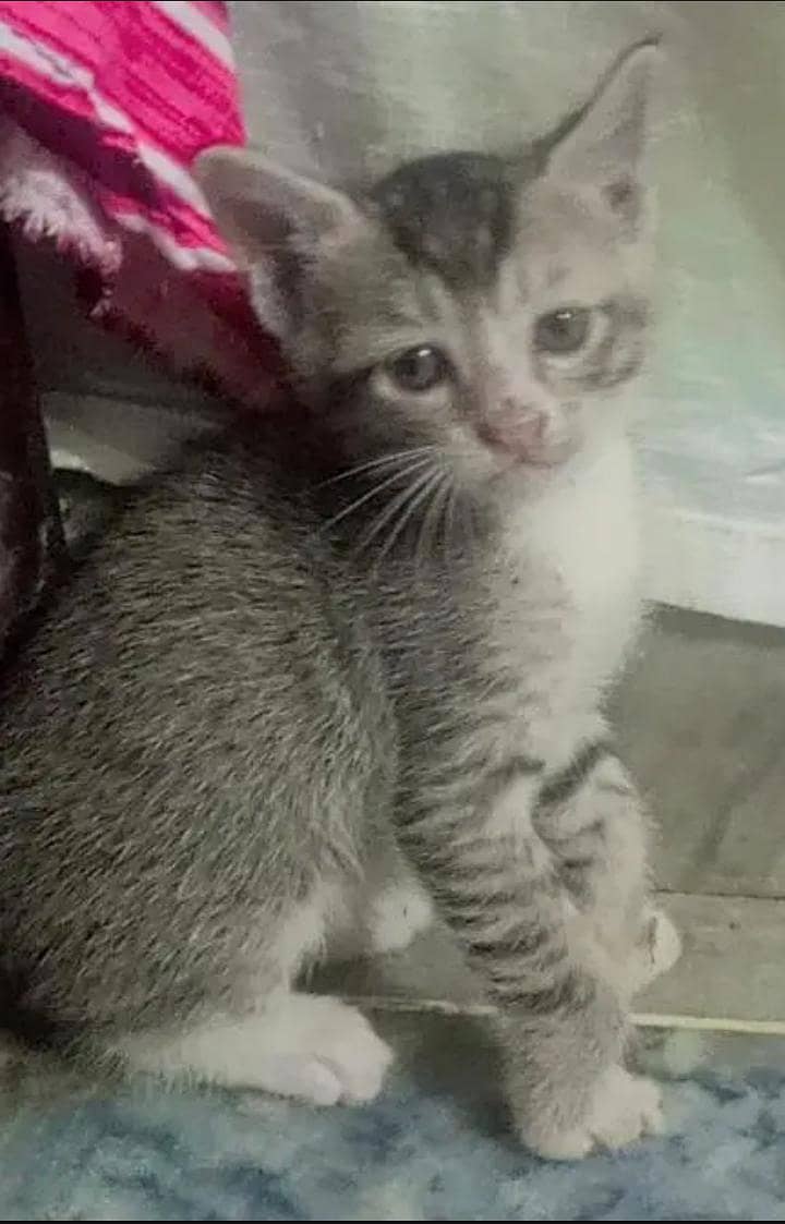 kitten cat 3