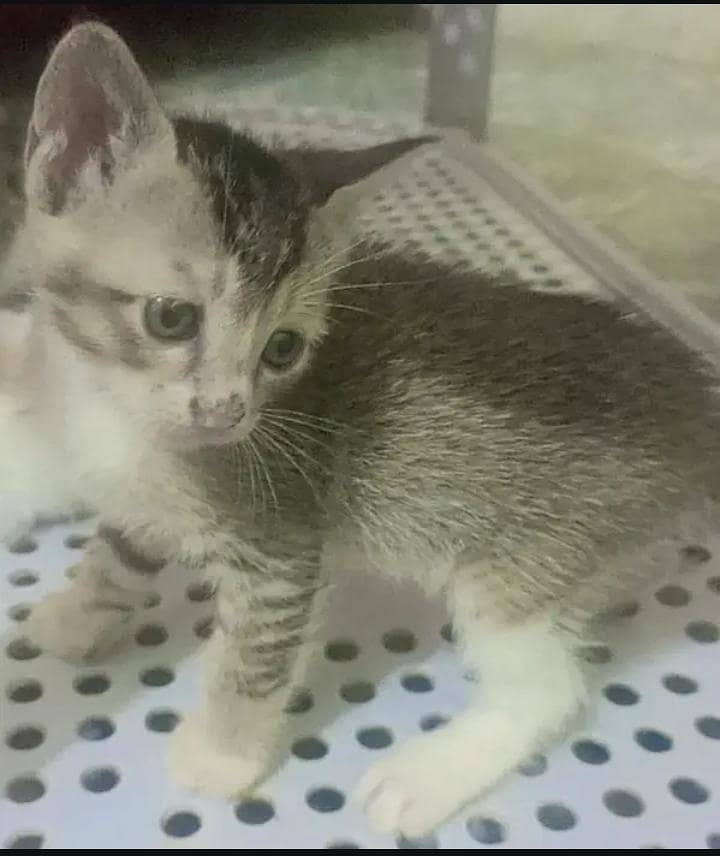 kitten cat 4