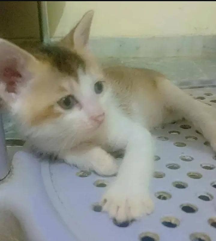 kitten cat 5