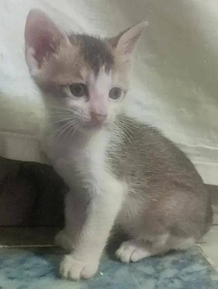 kitten cat 6