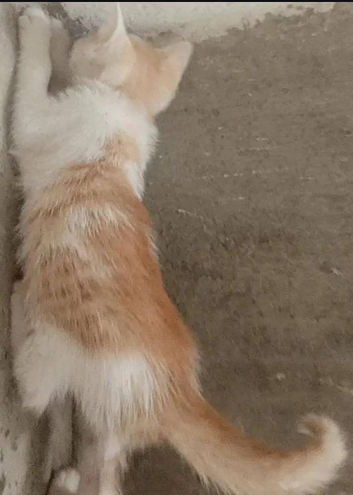 kitten cat 7