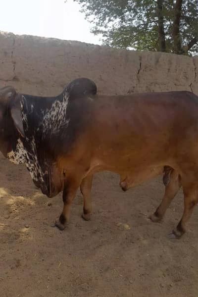 Kheeray Cholstani  Bull  / Wachay  for sale total  10