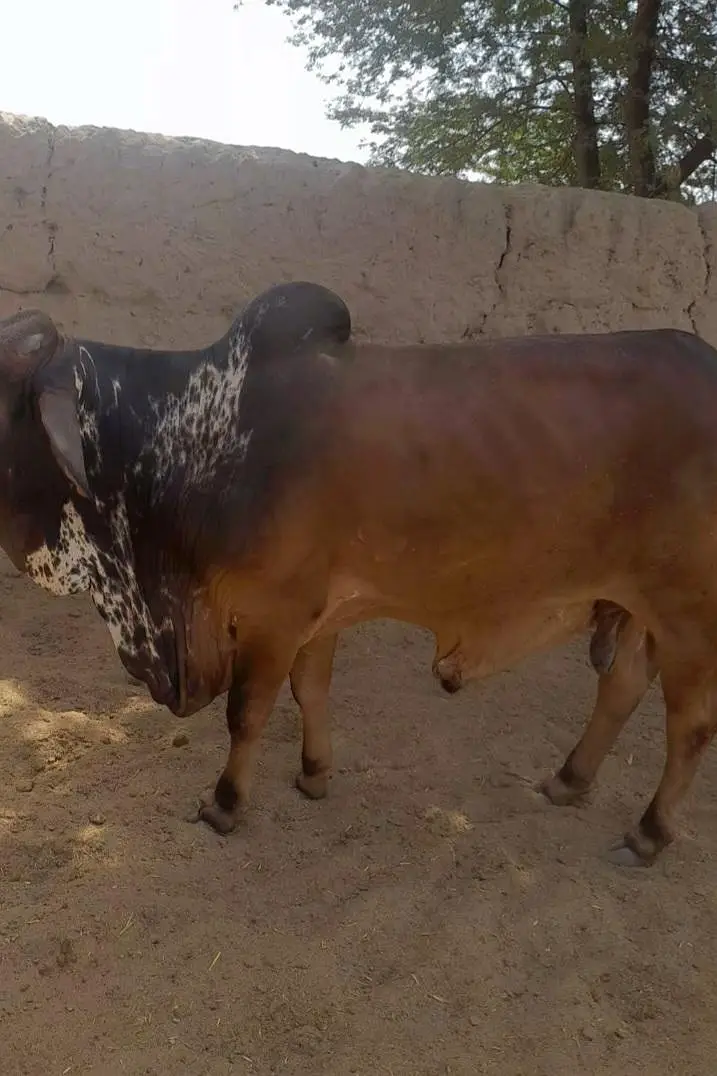 Kheeray Cholstani  Bull  / Wachay  for sale total  10 — photo 2