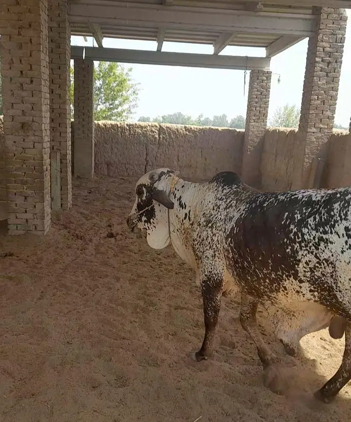 Kheeray Cholstani  Bull  / Wachay  for sale total  10 — photo 3
