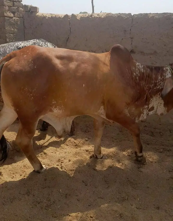 Kheeray Cholstani  Bull  / Wachay  for sale total  10 — photo 4
