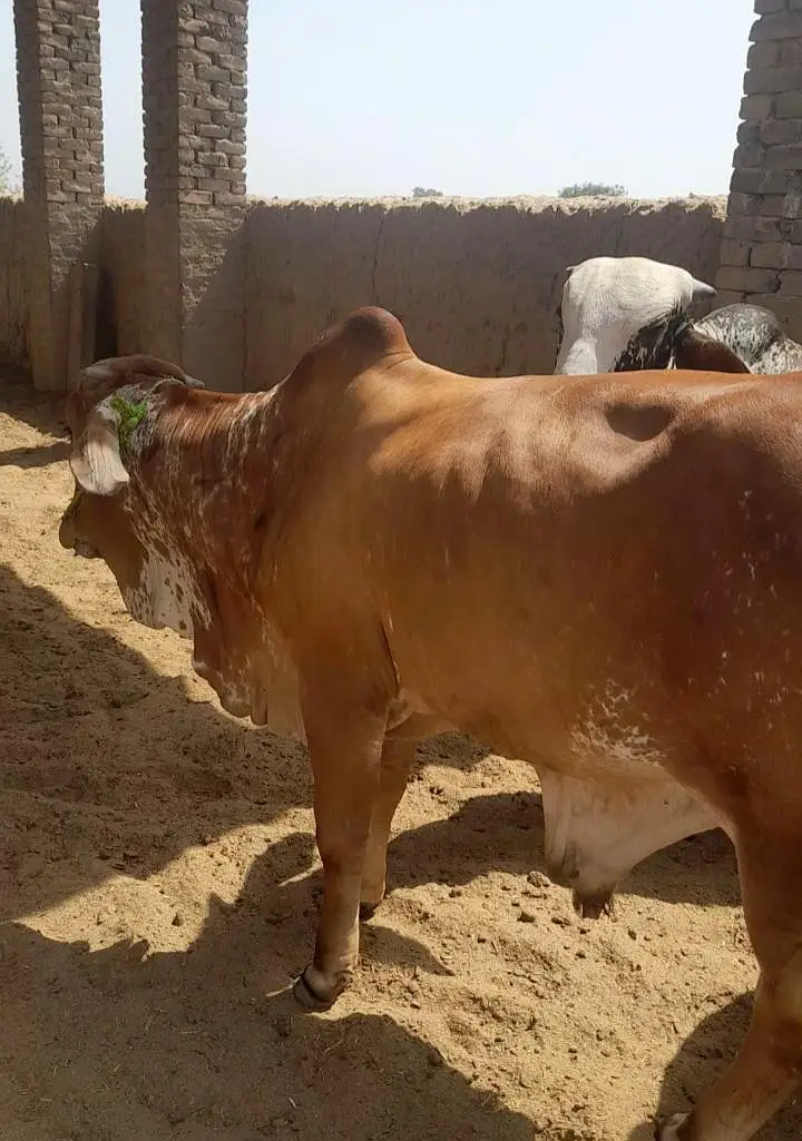 Kheeray Cholstani  Bull  / Wachay  for sale total  10 — photo 5