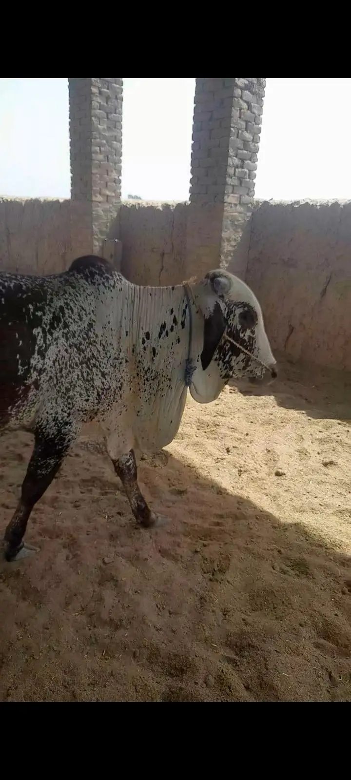 Kheeray Cholstani  Bull  / Wachay  for sale total  10 — photo 6
