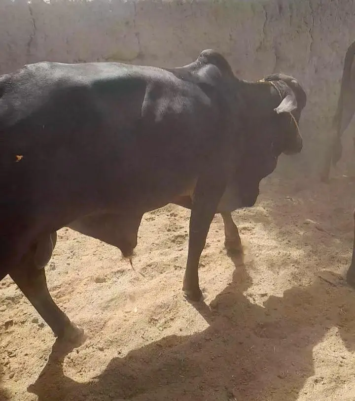 Kheeray Cholstani  Bull  / Wachay  for sale total  10 — photo 7