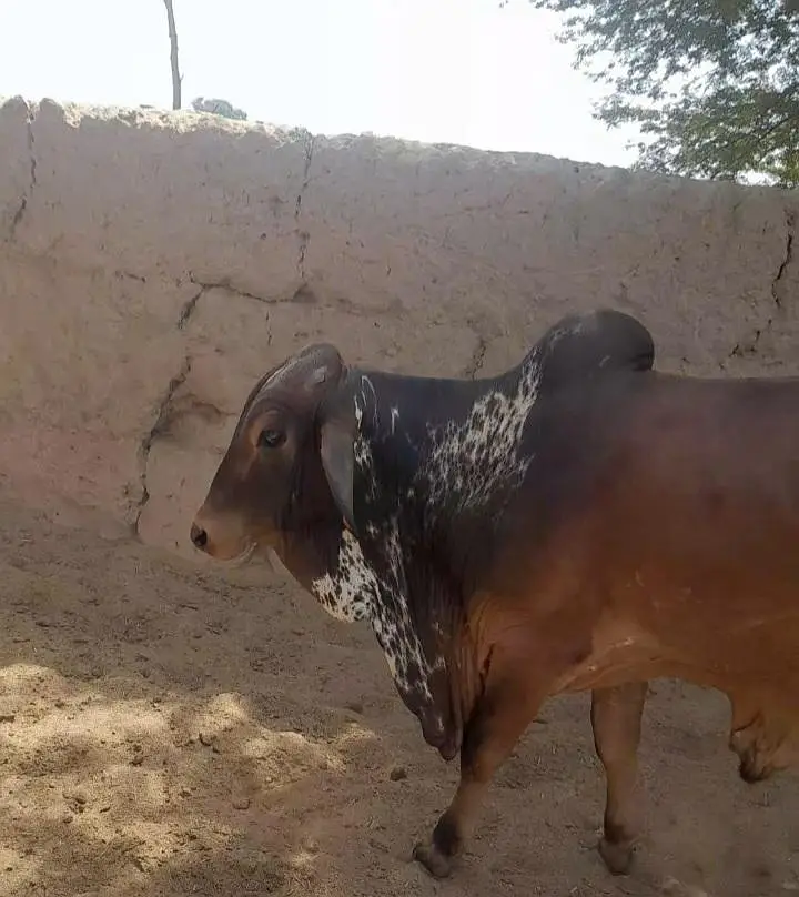 Kheeray Cholstani  Bull  / Wachay  for sale total  10 — photo 8